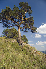 Image showing Summer  landscape.