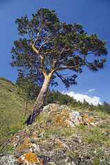 Image showing Blue sky and green tree.