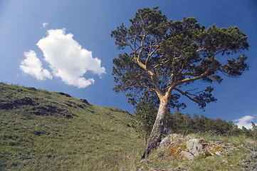 Image showing Blue sky and green tree.