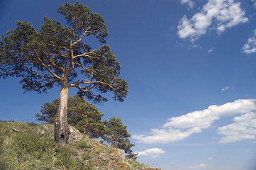 Image showing Summer  landscape.