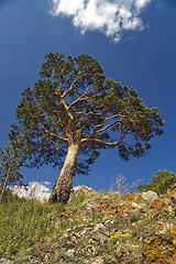 Image showing Blue sky and green tree.