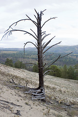 Image showing Dry tree.