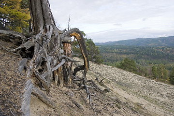 Image showing Roots of a dry tree.