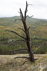 Image showing Dry tree.