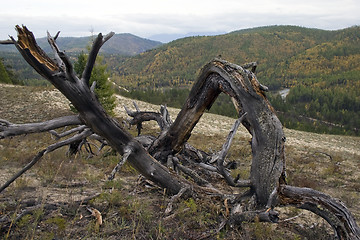 Image showing The lost tree.