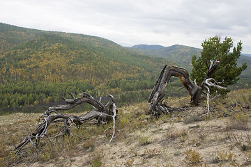 Image showing The dry fallen trees.