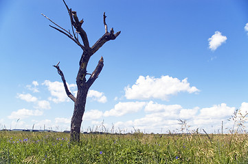 Image showing Dry tree.