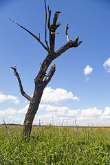 Image showing Dry tree.