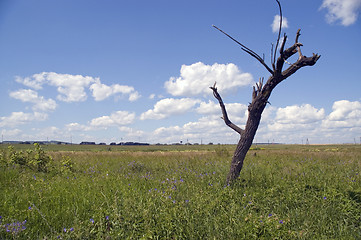 Image showing Dry tree.