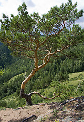 Image showing Summer Landscape