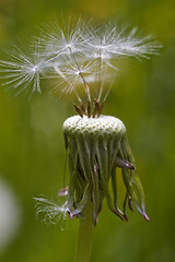 Image showing Dandelion.