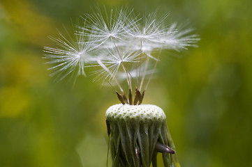 Image showing Dandelion.