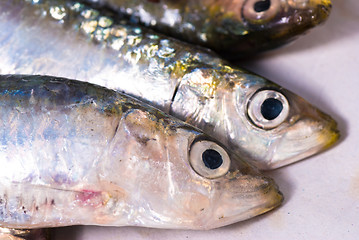 Image showing Raw sardines