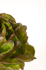 Image showing Lettuce