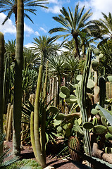 Image showing Cacti and palm trees