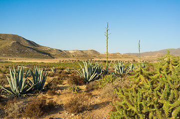 Image showing Desert landscape