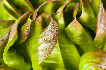 Image showing Lettuce closeup