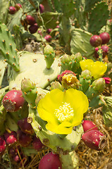 Image showing Prickly pear cactus