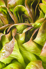 Image showing Lettuce closeup