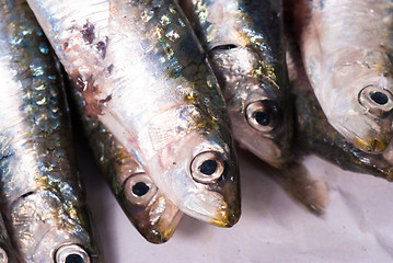 Image showing Fresh sardines