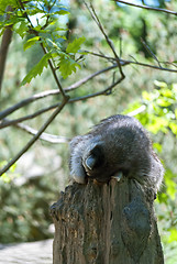 Image showing Sleeping Raccoon