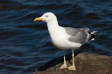 Image showing white sea gull resting on stone