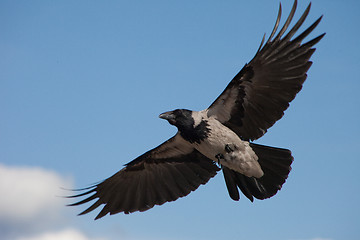 Image showing big grey crow flying in the blue sky