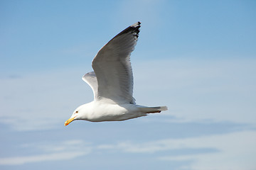 Image showing white sea gull flying in the blue sunny sky