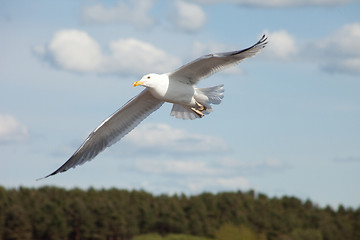 Image showing white sea gull flying in the blue sunny sky