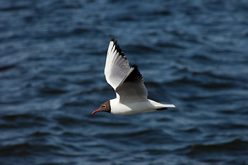 Image showing white sea gull flying in the blue sunny sky