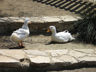 Image showing Thoughtful ducks. Nicosia. Cyprus