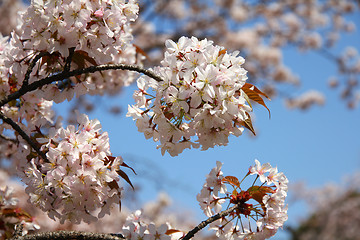 Image showing Sakura