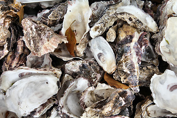 Image showing Oysters