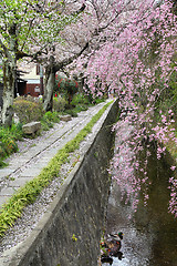 Image showing Philosopher's Walk in Kyoto