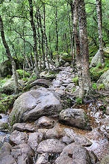 Image showing Forest in Norway