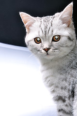 Image showing  cat