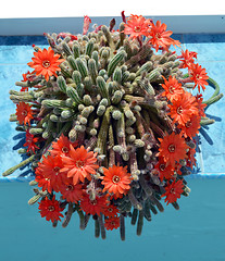 Image showing Torch cactus blooms flowers inside summerhouse 