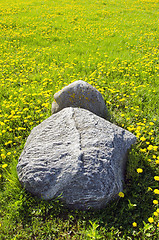 Image showing Huge stones in meaddow full of yellow sowthistles