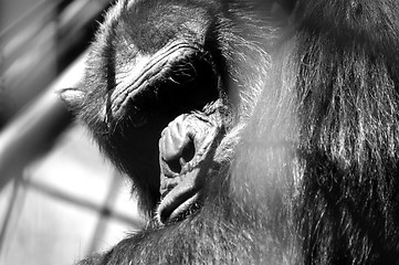 Image showing captive monkey