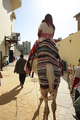 Image showing camel-means of transportation in Africa