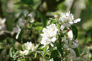 Image showing trees bloom 