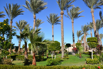 Image showing garden of palms