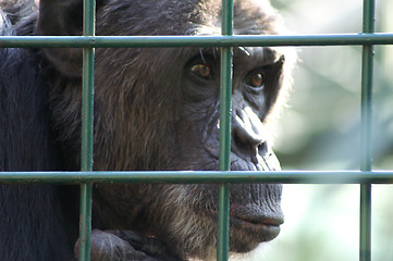 Image showing Monkey in captivity