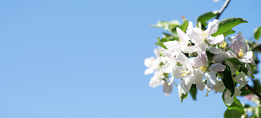 Image showing Cherry flowers 