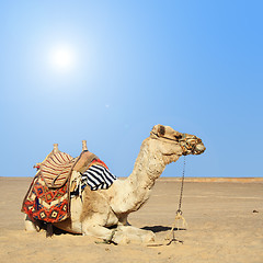 Image showing camel sits