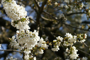 Image showing cherry tree in the garden