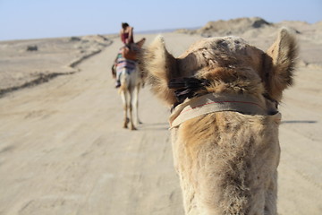 Image showing sit on the camel