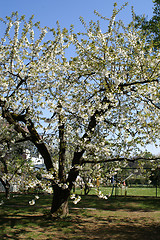 Image showing Blossoming cherry tree in spring