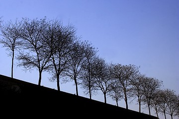 Image showing Tree Silhouette