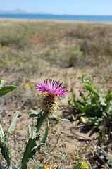 Image showing Wildflower